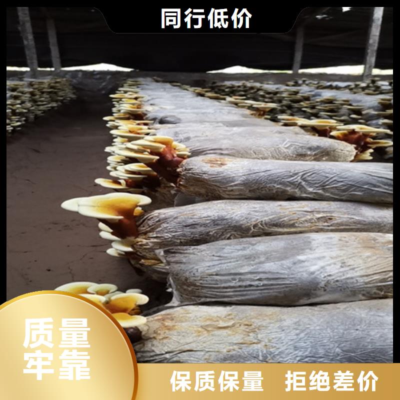 灵芝孢子期待与您合作应用广泛