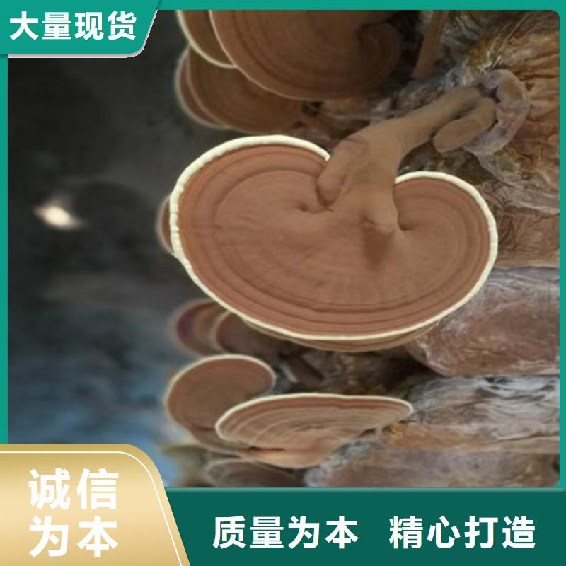灵芝超微粉量大从优同城供应商