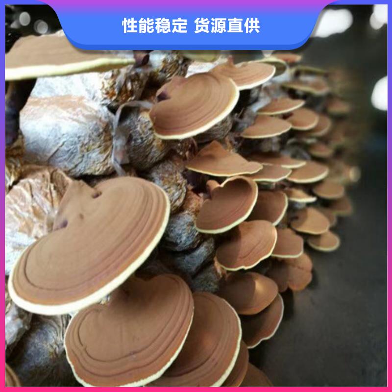 
灵芝超细粉放心选购、云海灵芝种植专业合作社实力商家