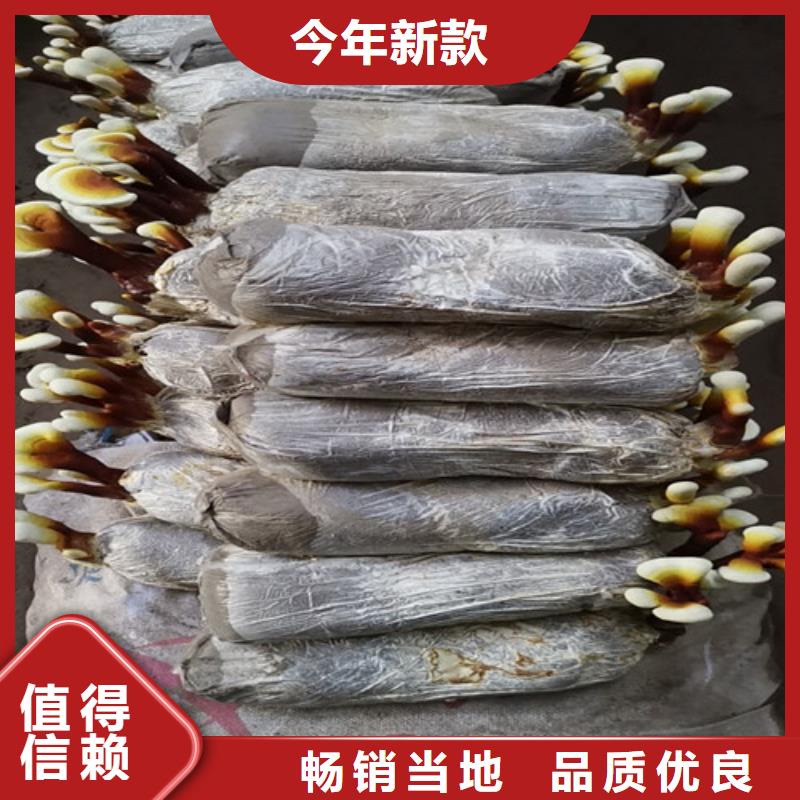 【图】
孢子灵芝生产厂家同城供应商