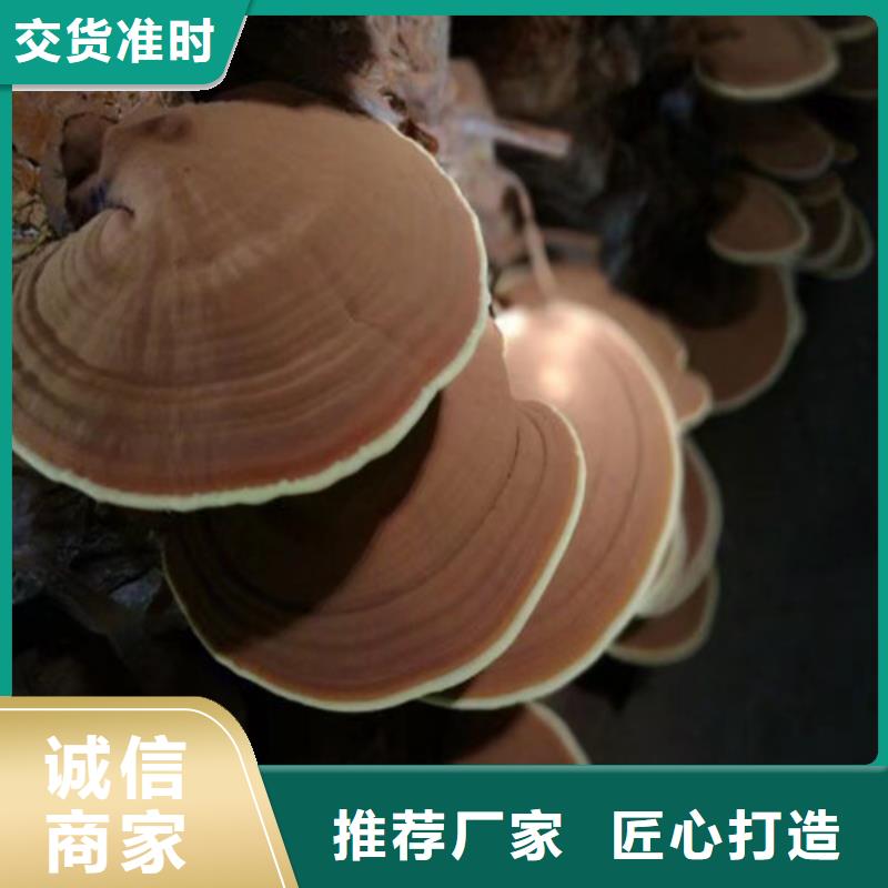 发货速度快的灵芝超细粉基地批发商