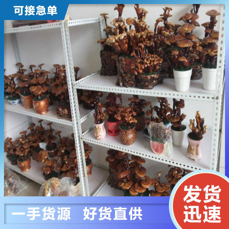 赤灵芝行情走势种类丰富