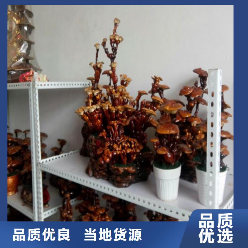 质量可靠的
灵芝粉
公司专业生产设备