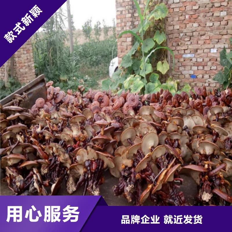 规格全的
灵芝超细粉现货厂家当地服务商