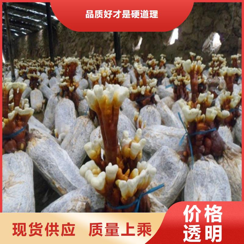 泡酒灵芝深受客户信赖厂家直销直供