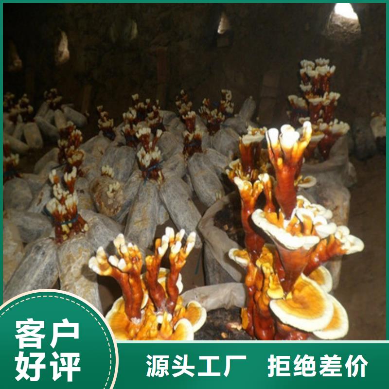 热销：破壁灵芝粉厂家N年生产经验