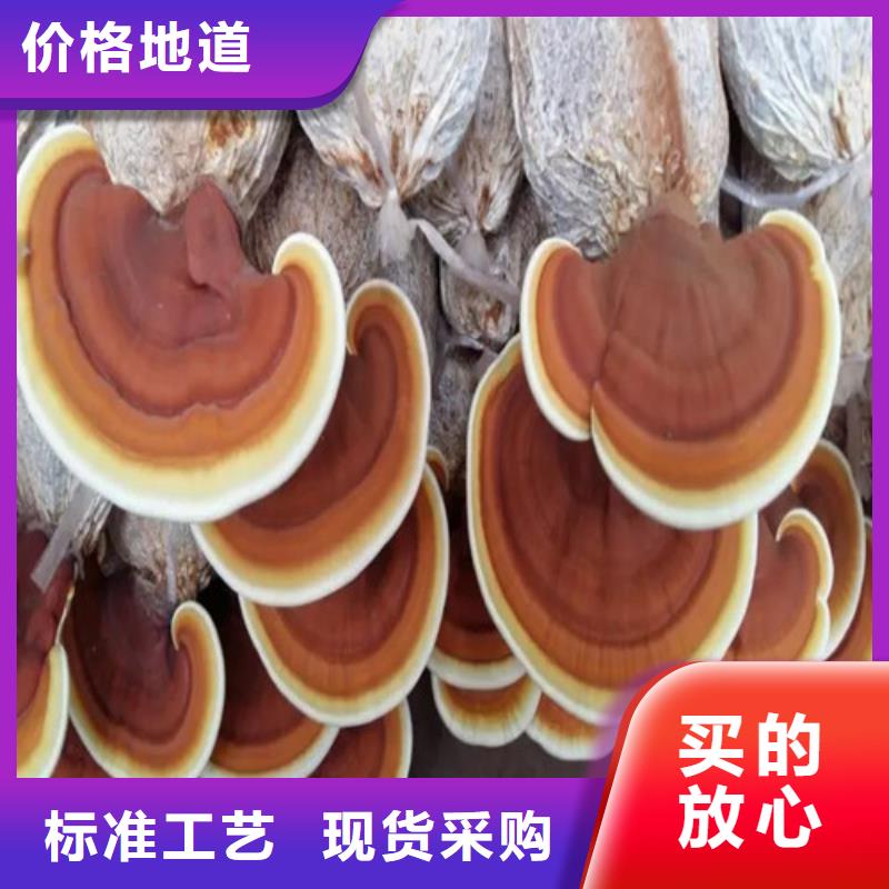 ​灵芝盆栽质量优质本地服务商