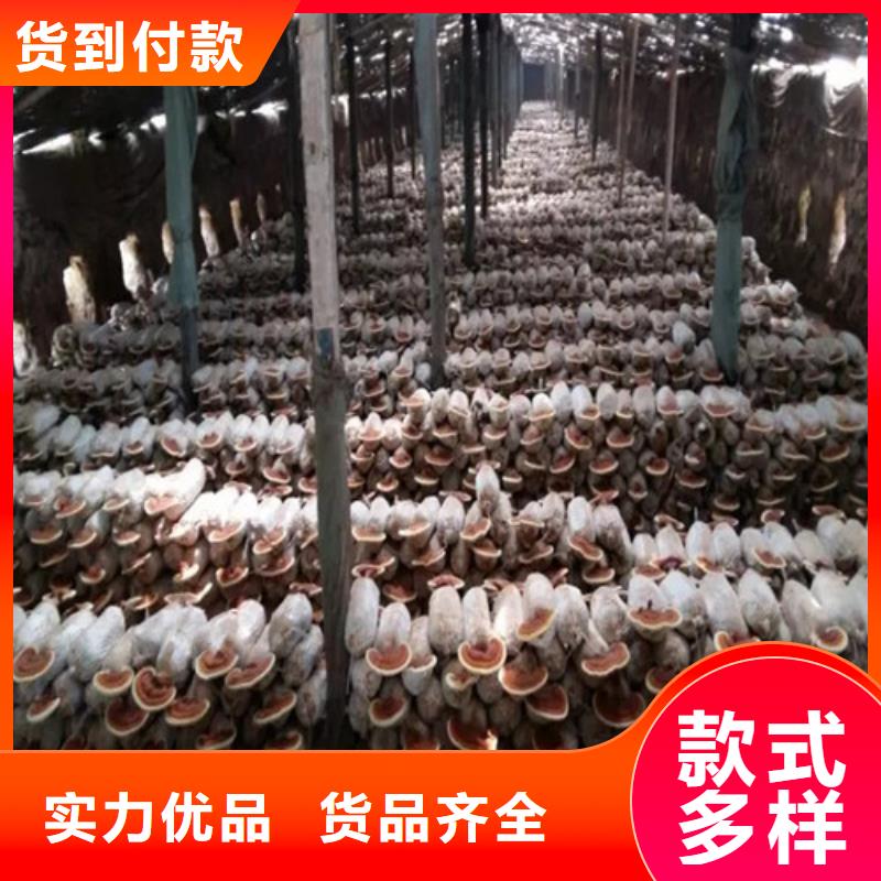 
灵芝粉正规厂家同城服务商