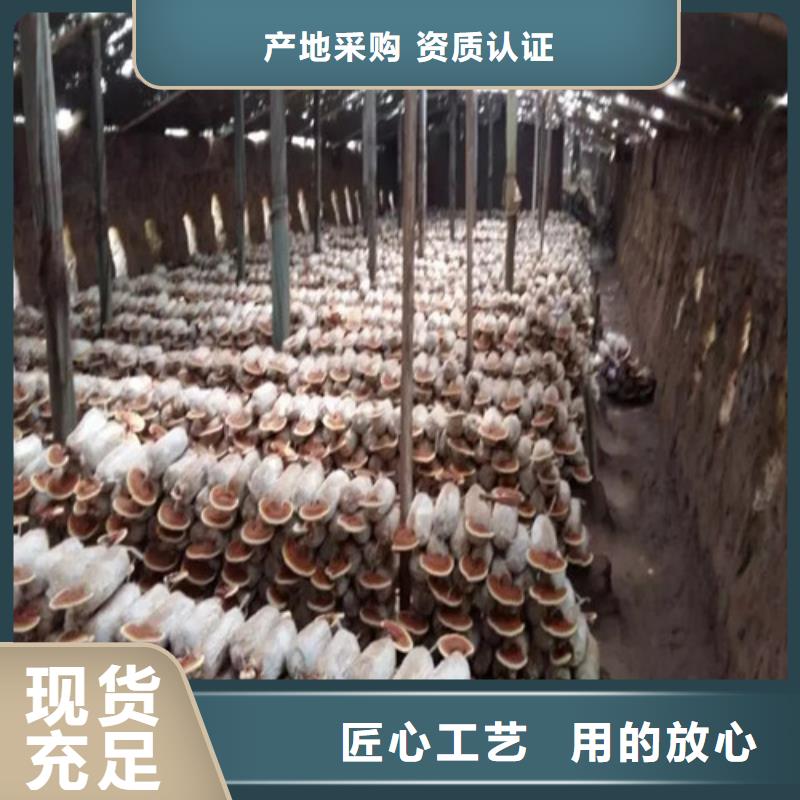 灵芝超微粉生产厂家_10年经验本地生产商