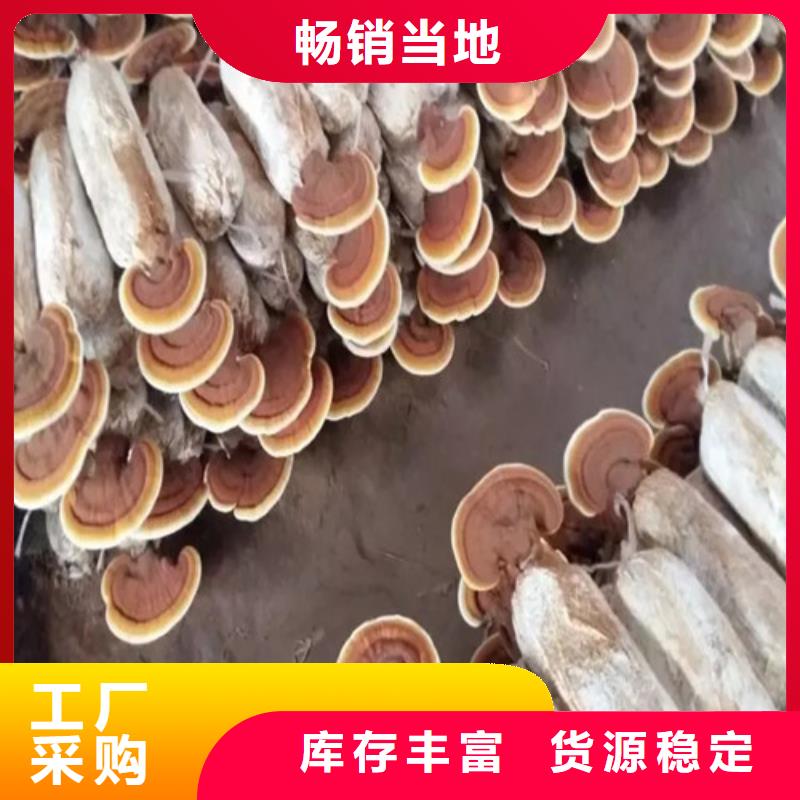 灵芝孢子规格全可满足不同需求货源充足