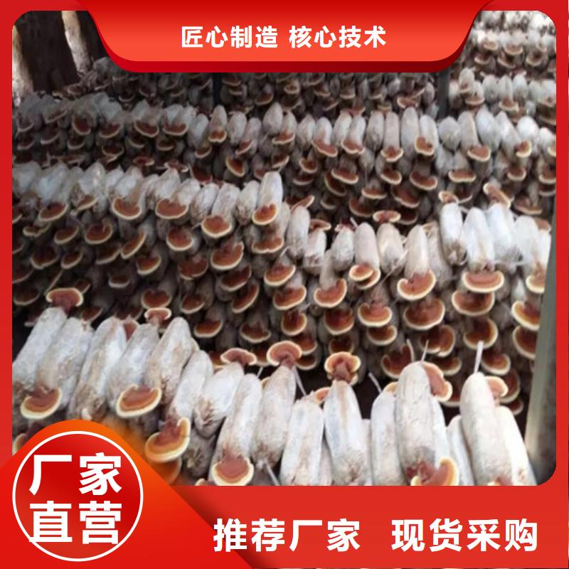 灵芝超细粉-灵芝超细粉高性价比同城生产商