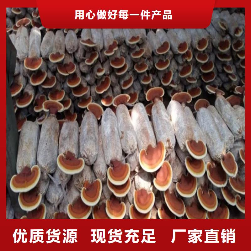 灵芝菌丝合格才发货源头厂源头货