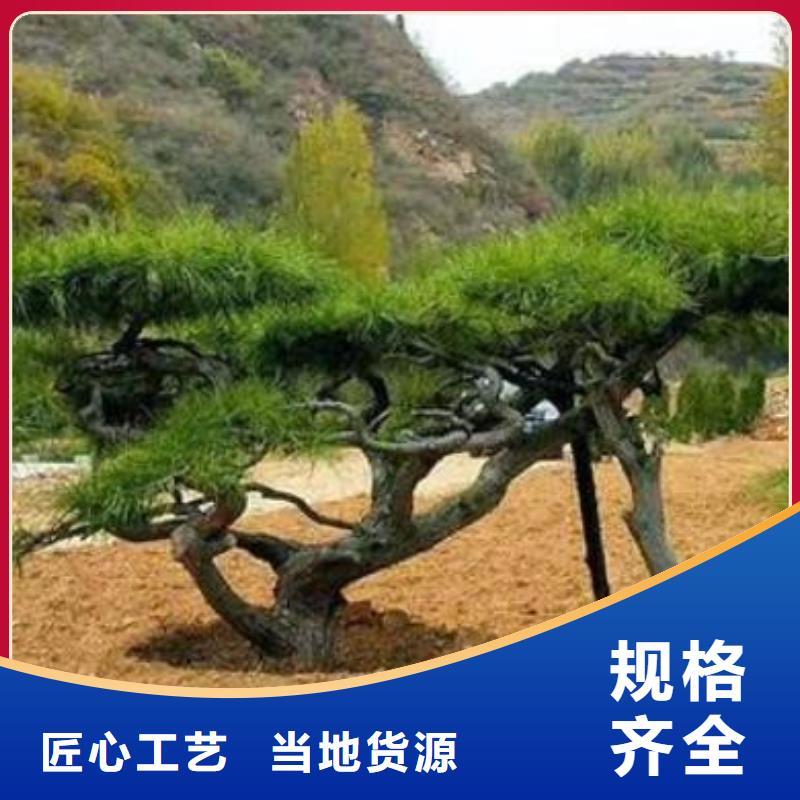 泰山松-购买省心欢迎来电咨询