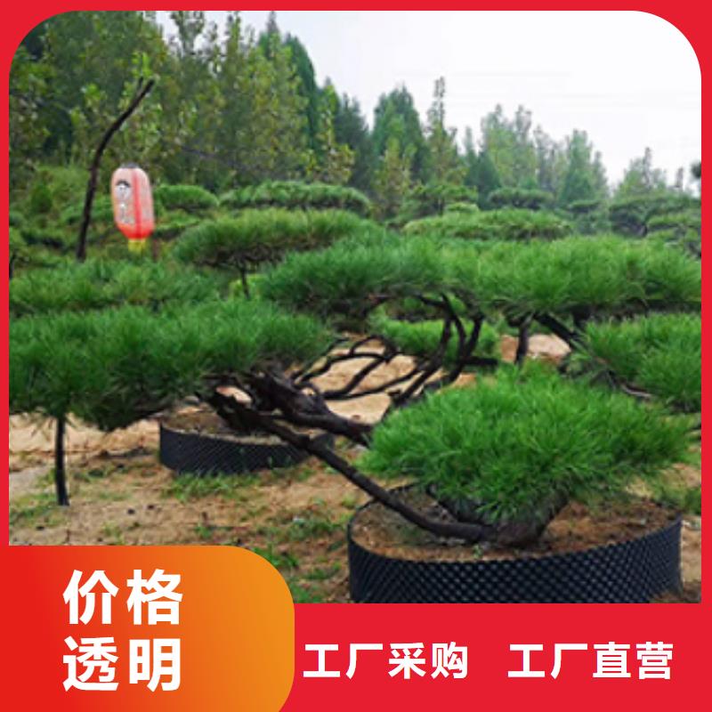 造型黑松-造型黑松质量有保障精心选材