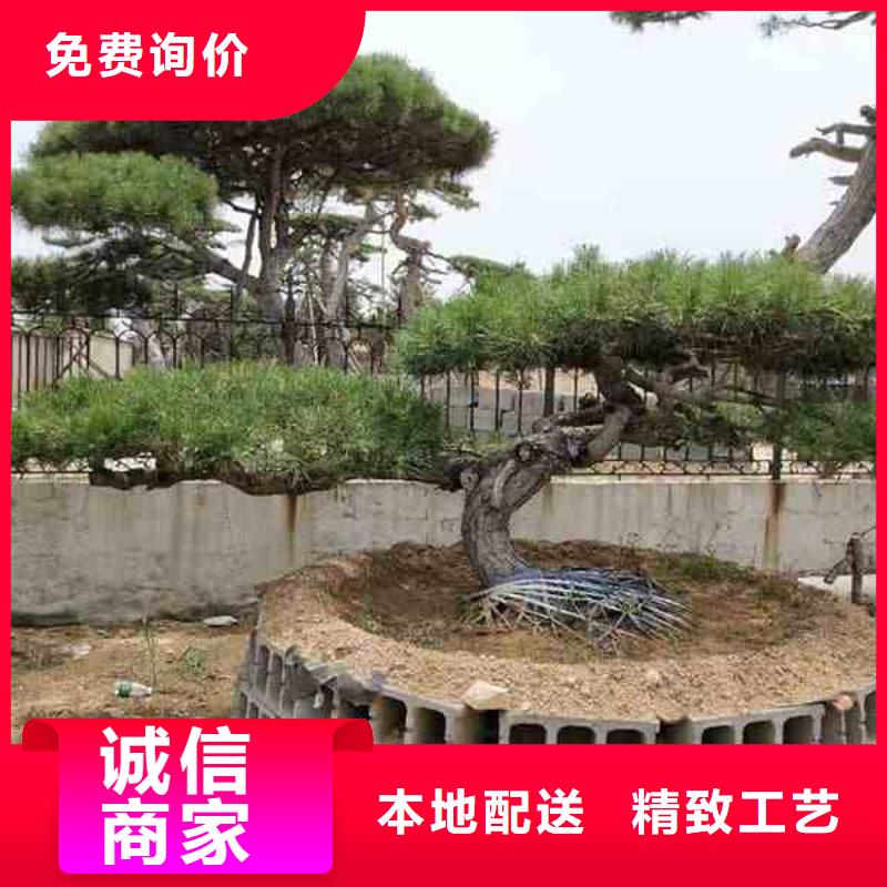 造型松现货直发工厂直销