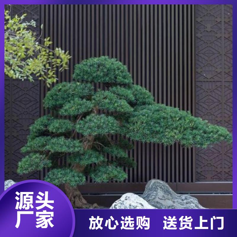 景观松交货及时当地品牌