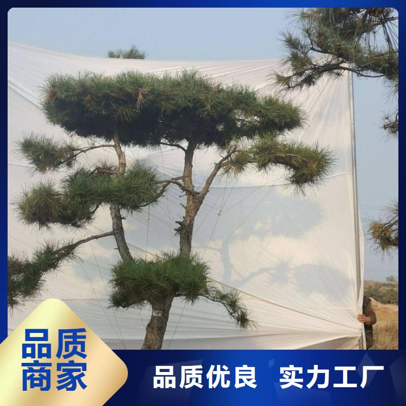 造型黑松-欢迎您本地厂家