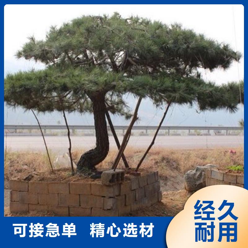 造型油松厂家-性价比高质检合格出厂