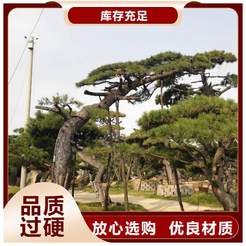 平顶松价格资讯同城经销商