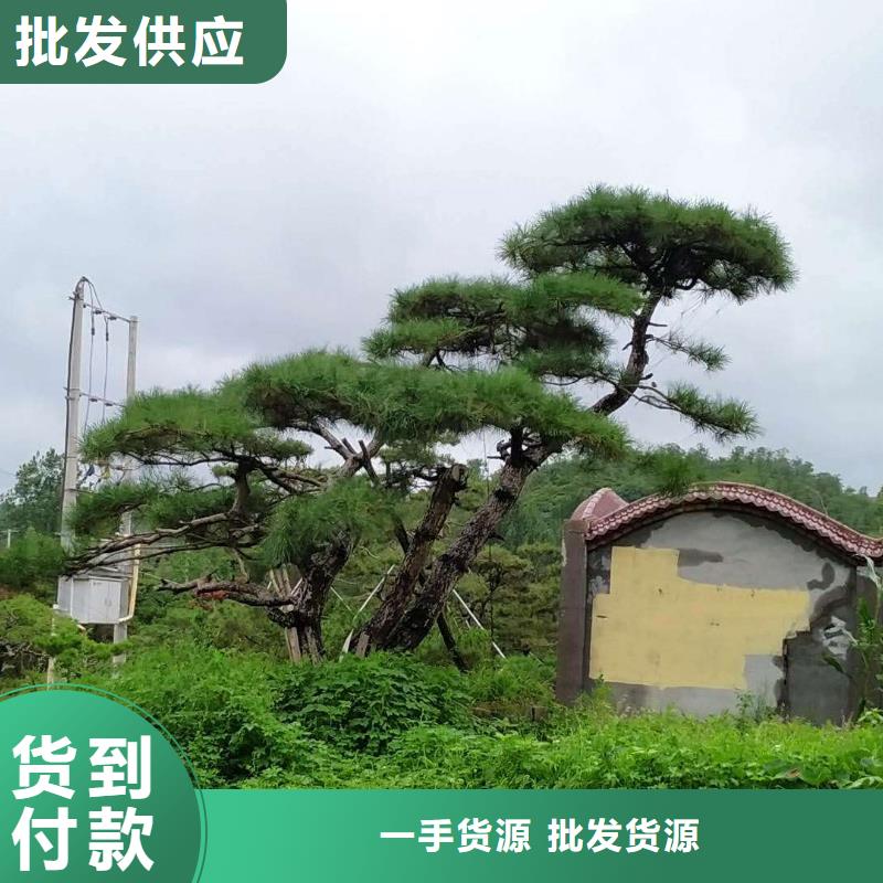 造型黑松现货促销同城制造商