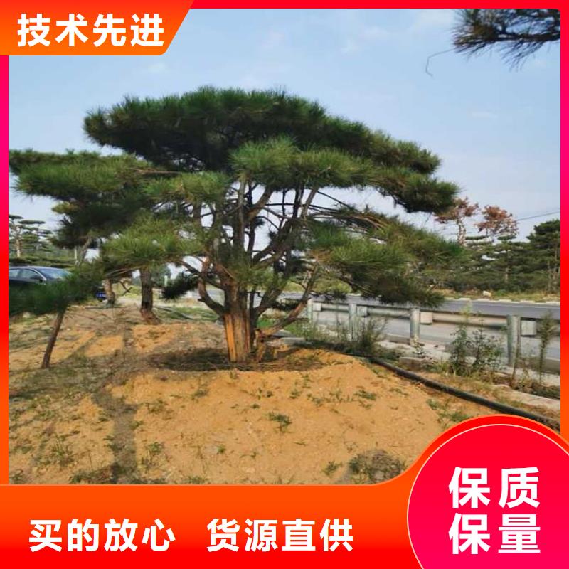 造型油松更多详情点击质量安心