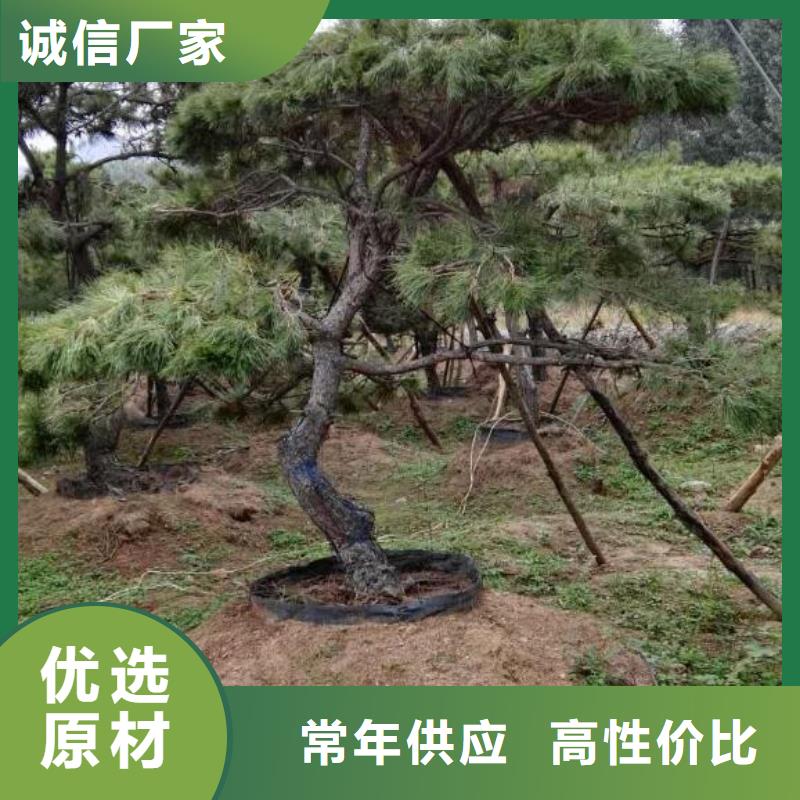 景观松信誉为重当地厂家值得信赖