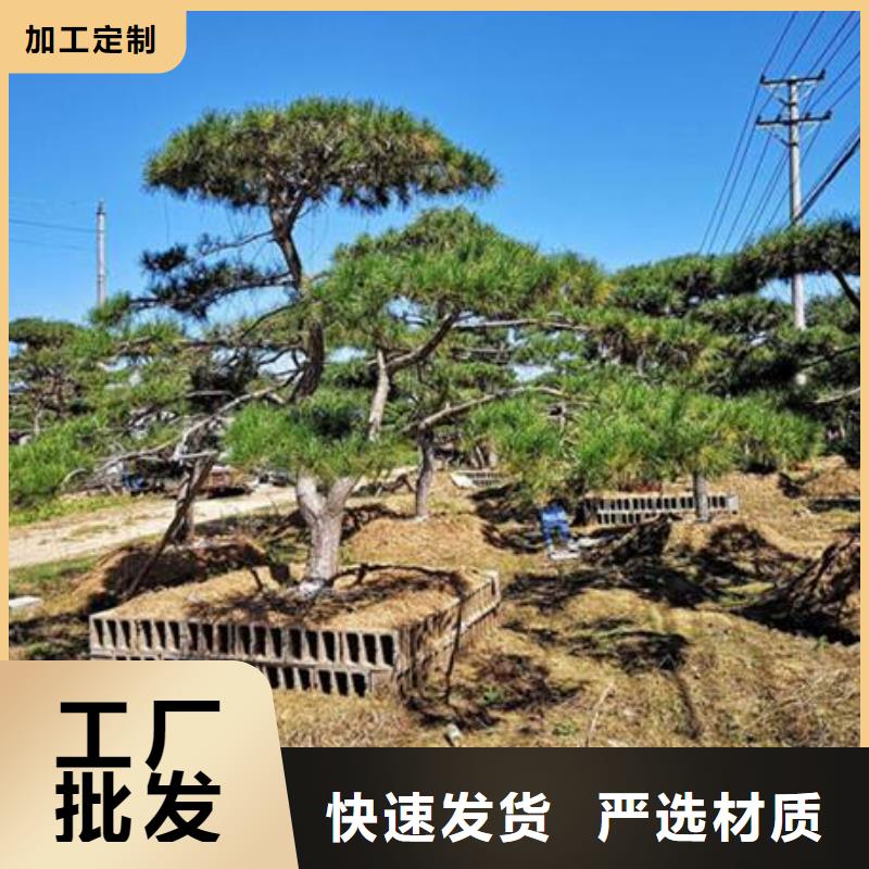 三沙市货源充足的平顶松实力厂家价格实惠工厂直供