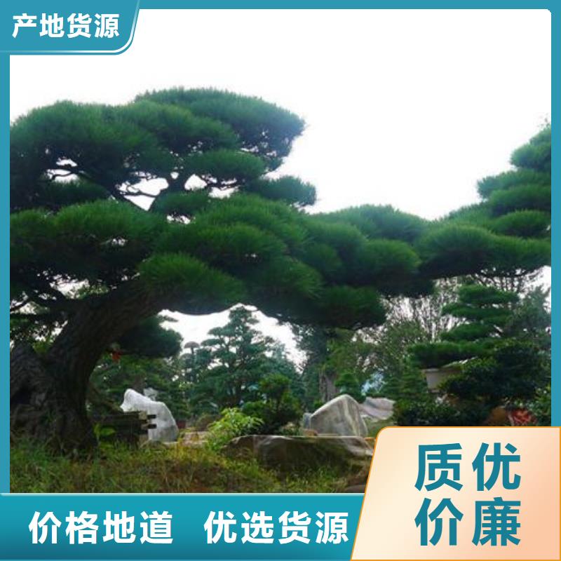 生产平顶松的基地专业厂家