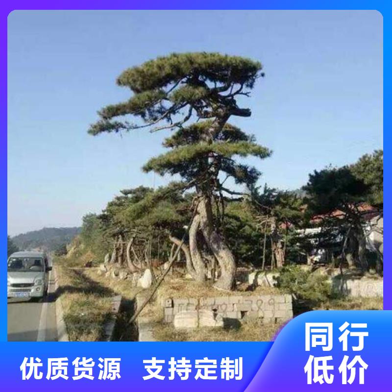 造型油松-造型油松欢迎选购本地厂家