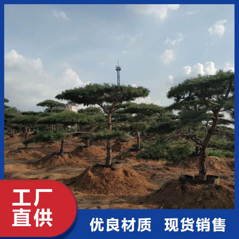 造型松是您不二之选当地制造商