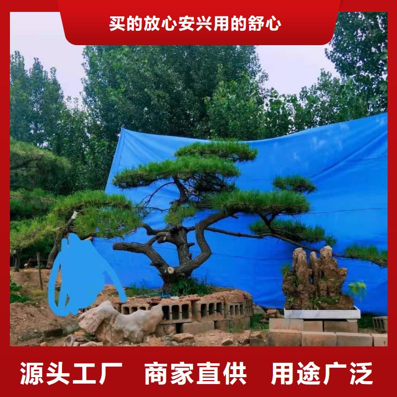 质量优的造型油松供货商严格把控每一处细节