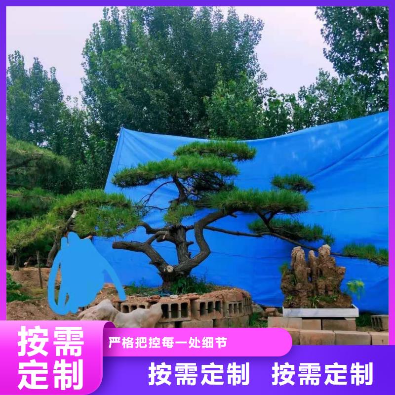 服务周到的景观松经销商实力见证