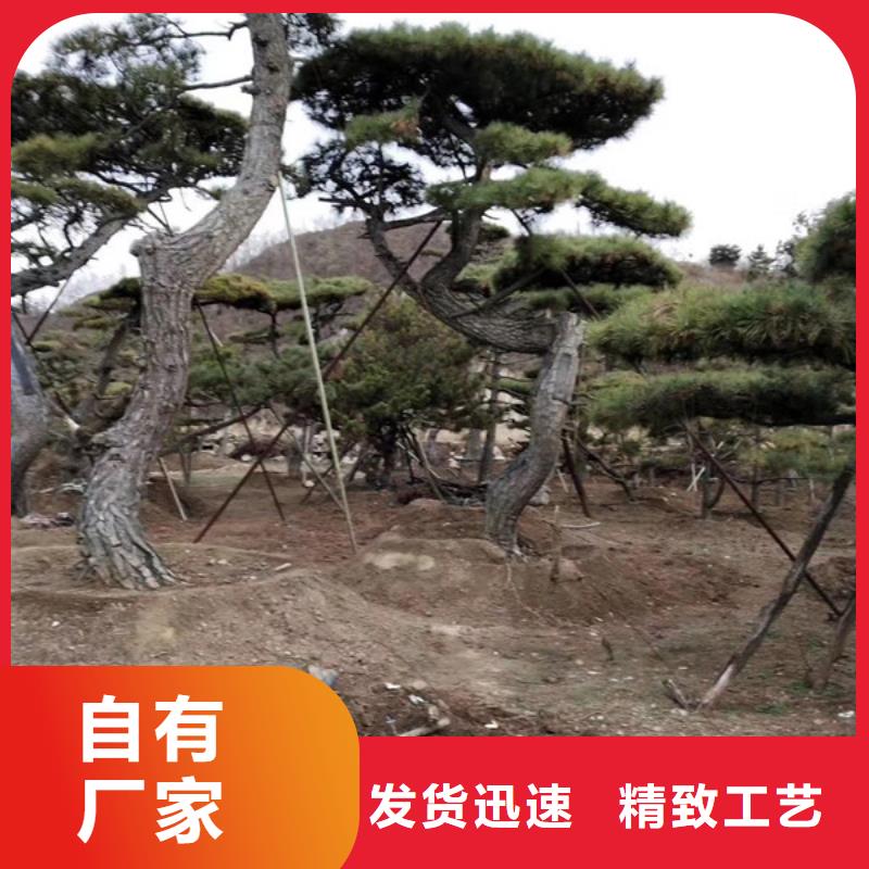 黑松-实力企业生产经验丰富