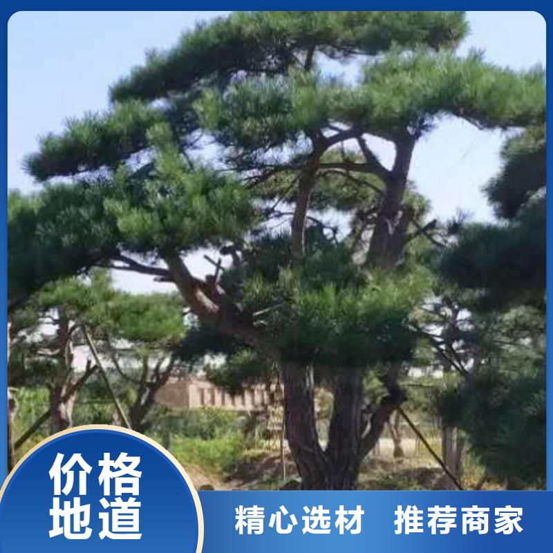 靠谱的造型黑松销售厂家本地生产商