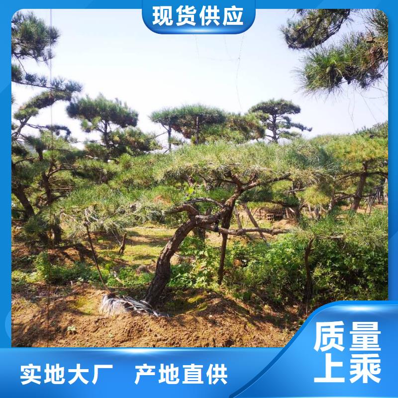 造型景松找东实园林绿化有限公司当地货源