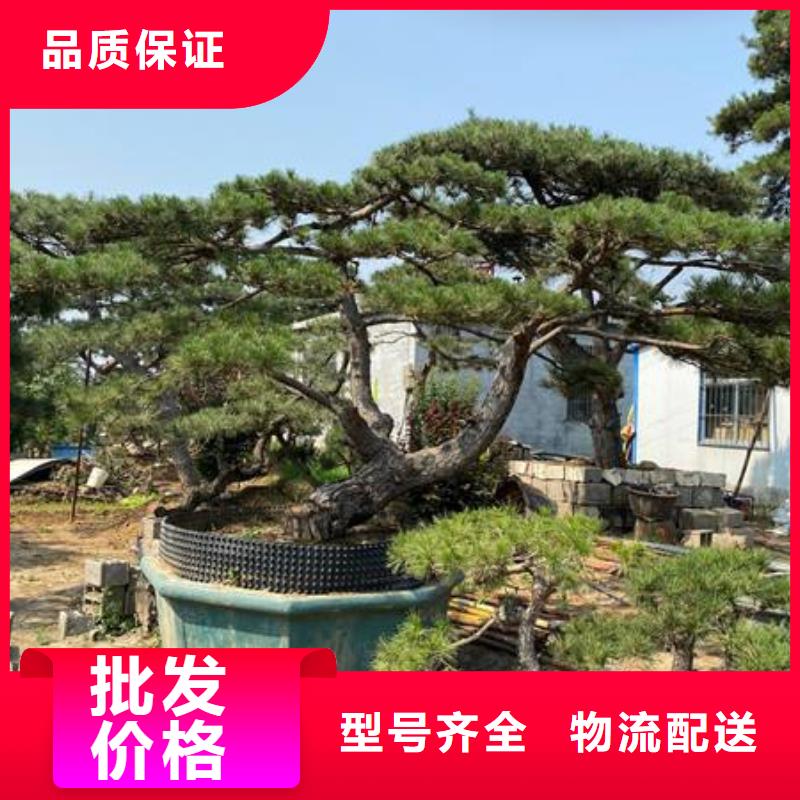 常年供应造型景松-优质现货直供