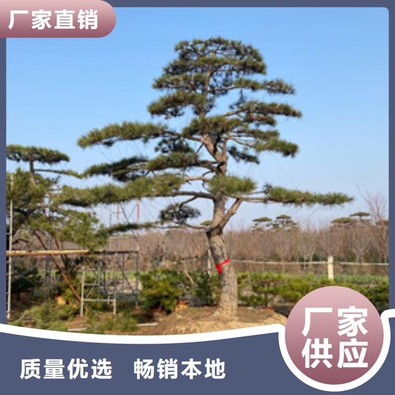 景观松、景观松厂家-值得信赖丰富的行业经验