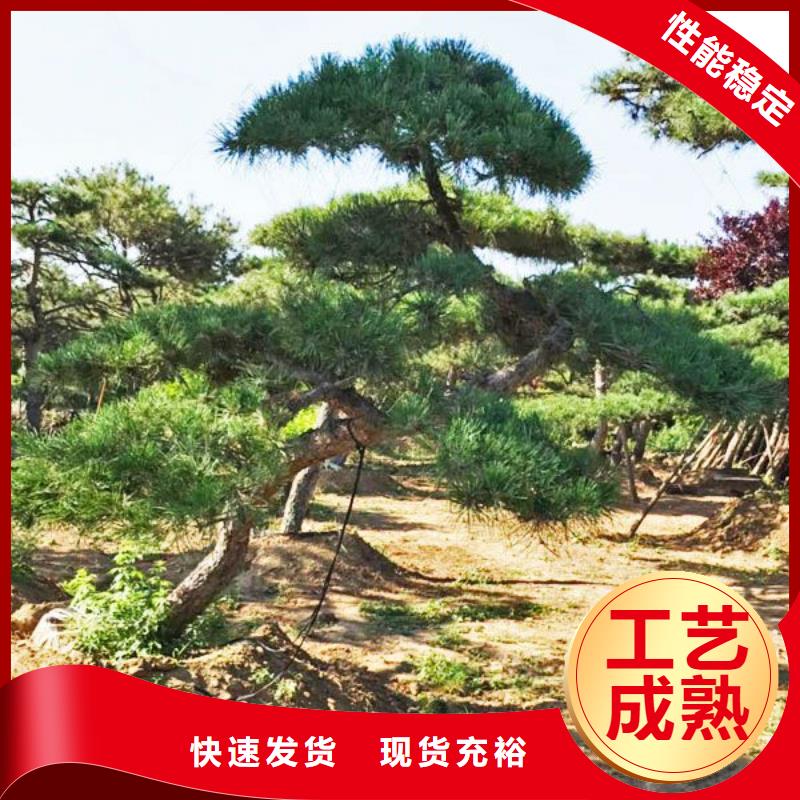 品质保证的造型松树厂家订制批发