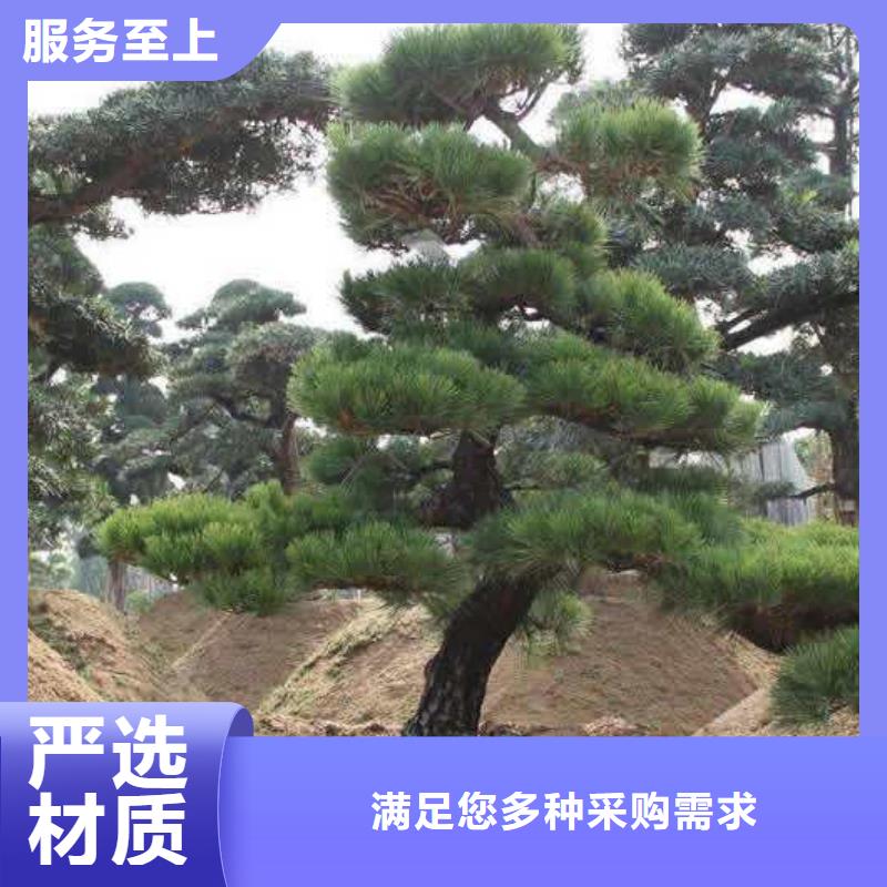 景观松-值得信任当地公司
