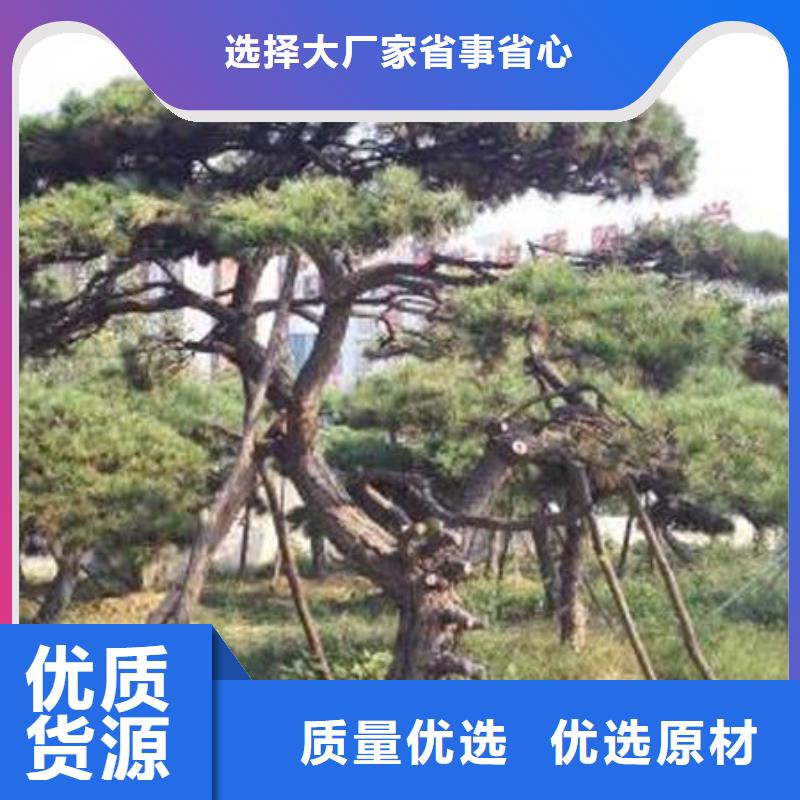 三沙市造型黑松质量好价格优低价货源