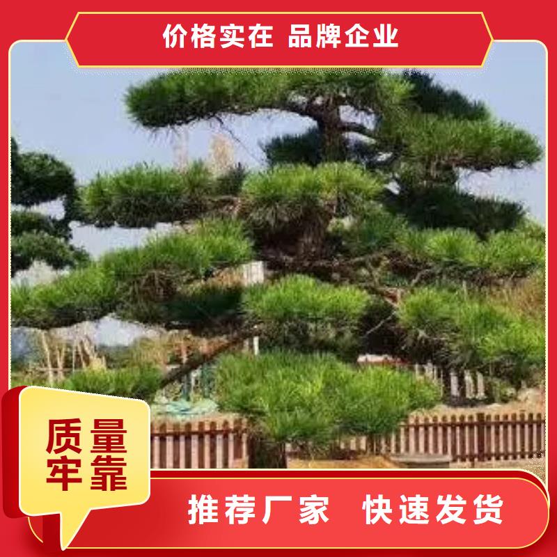 造型油松厂家_咨询优惠每个细节都严格把关