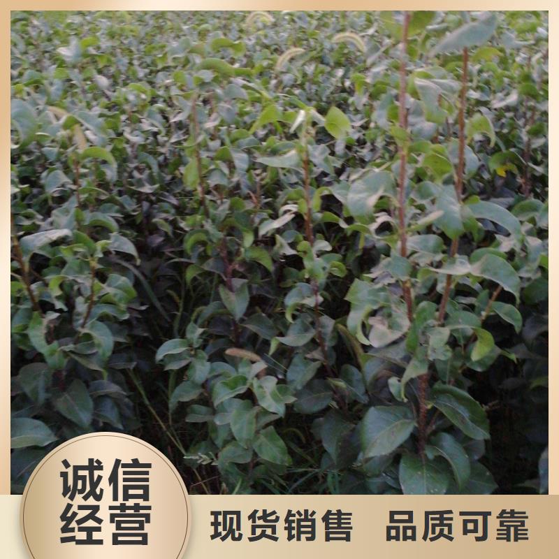 秋月梨种植苗哪里有卖的客户信赖的厂家