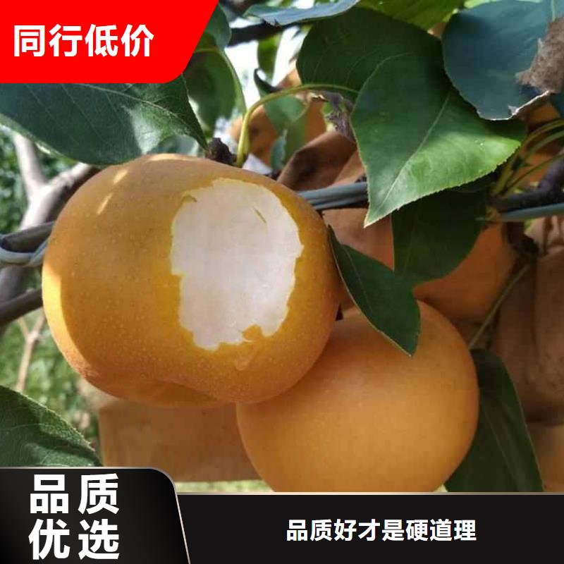 秋月梨种植苗原产地当地厂家