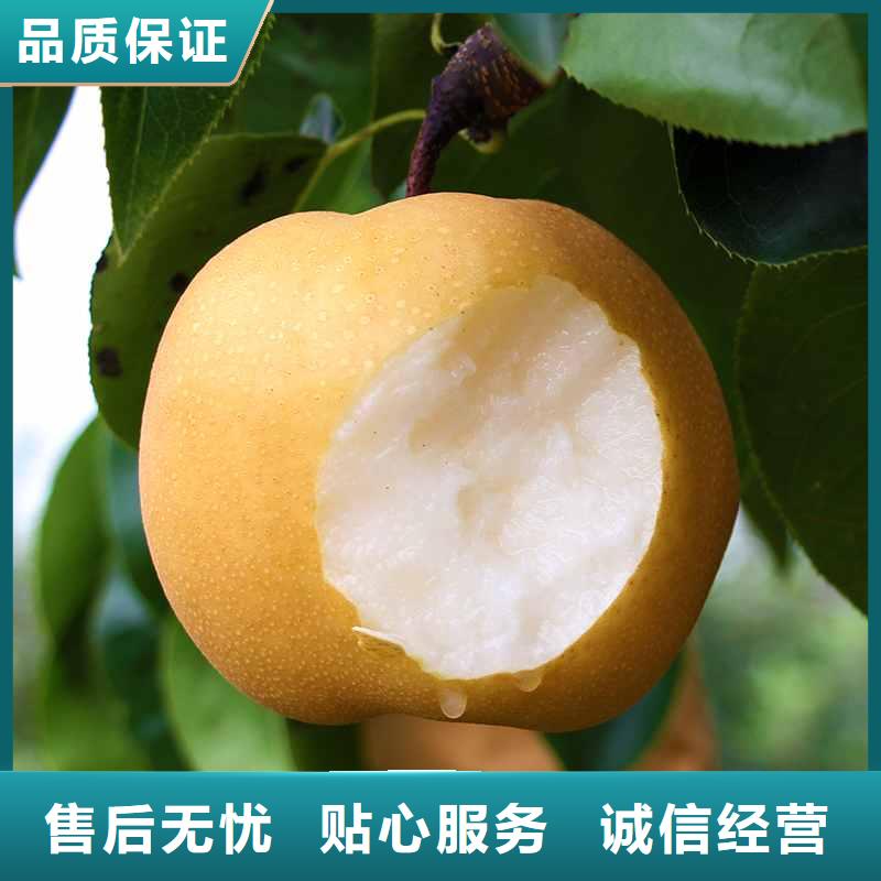 秋月梨种植苗厂家价格低