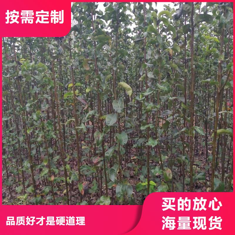 秋月梨种植苗原产地好货采购