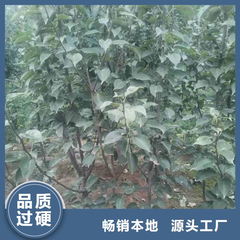 秋月梨苗一亩地需要多少株经验丰富质量放心