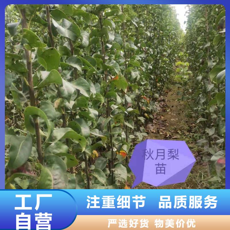 秋月梨树苗原产地精品选购