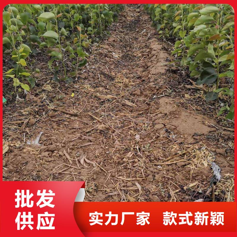 秋月梨种植苗产地当地品牌