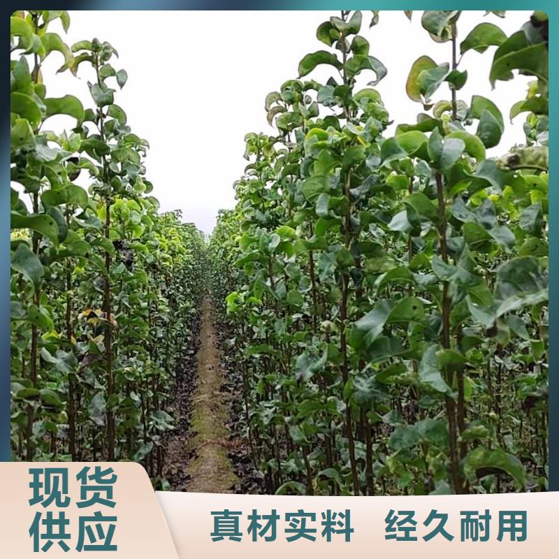 秋月梨苗出售品质不将就