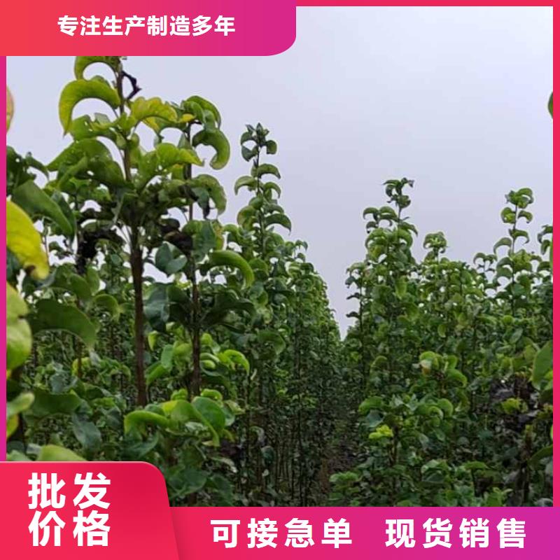 秋月梨树苗一颗多少钱同城制造商